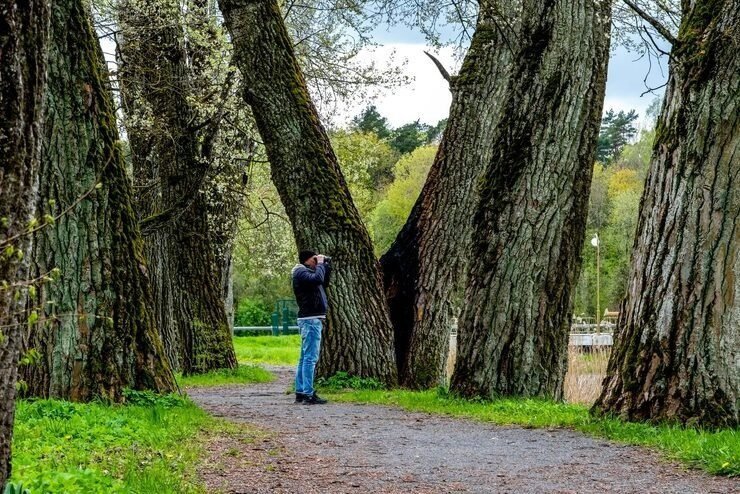 imgi_20_park-with-very-old-thick-trees-man-park-looking-through-binoculars_111989-1440